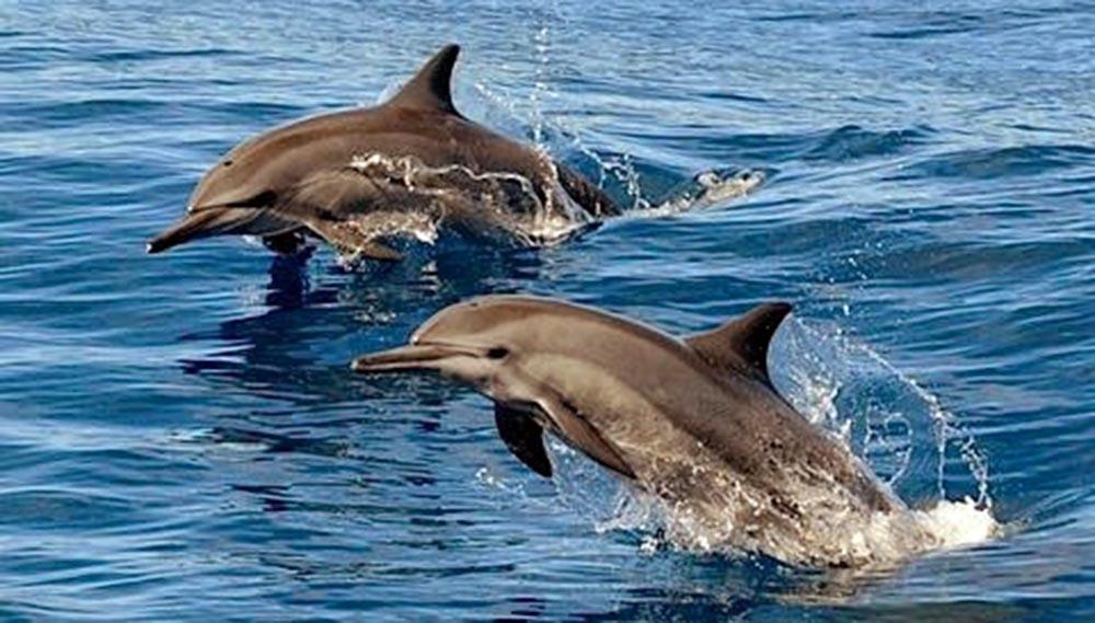 Отель The Orca Хулхумале Экстерьер фото